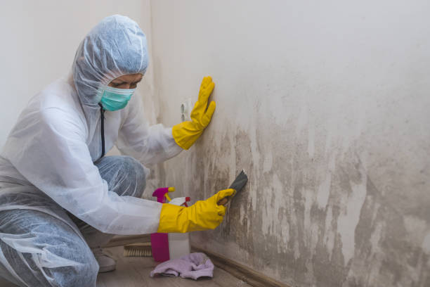 Mold Testing and Removal in Harrisville, PA