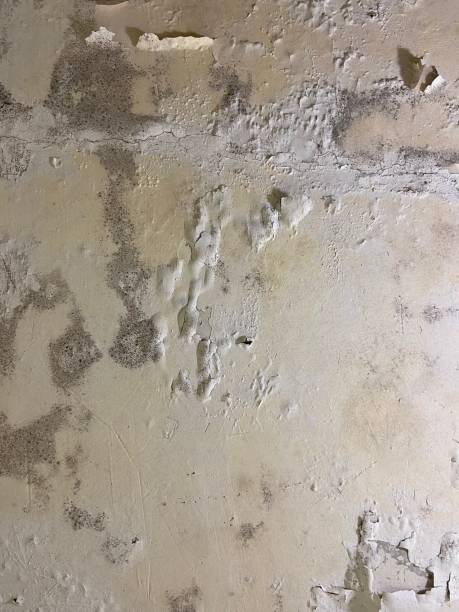 Best Home Mold Removal  in Harrisville, PA