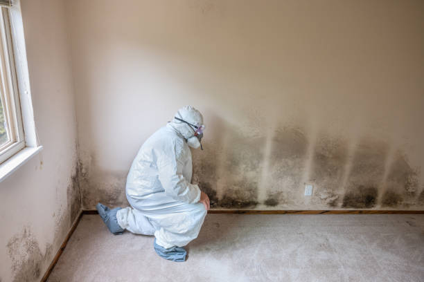 Best Water Damage Restoration  in Harrisville, PA
