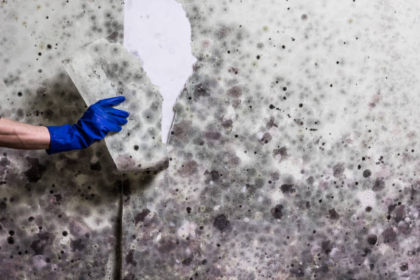 Best Commercial Mold Removal  in Harrisville, PA