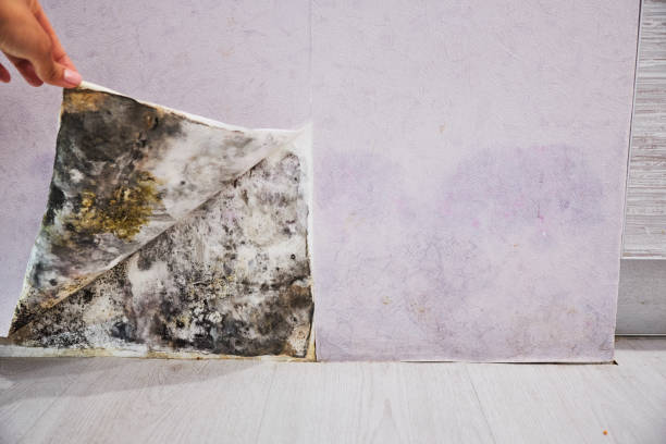 Best Mold Removal Company Near Me  in Harrisville, PA